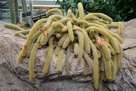 Cacti from desert areas are plump and spiny while cacti that rat tail cactus: Learn More About Rat Tail Cactus Care Properly Rooted