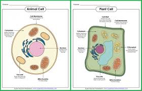 The worksheet is an assortment of 4 intriguing pursuits that will enhance your kid's knowledge and abilities. Parts Of A Cell Posters