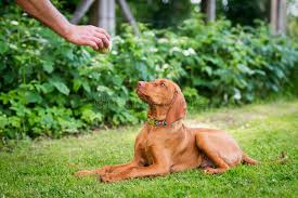 We did not find results for: Obedience Training Vizsla Puppy Learning The Lie Down Command Cute Hungarian Vizsla Puppy Laying Down On Lawn Stock Photo Image Of Hungarian Side 148063214