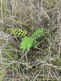 Image result for Craibia zimmermannii