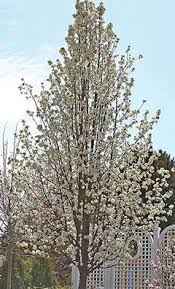 Pin On Landscaping