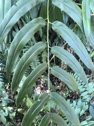 Image result for Coniogramme