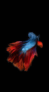 Beautiful Fish 2 0 Fish Wallpaper Iphone Betta Fish Fish Wallpaper