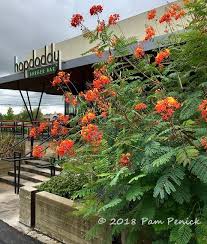 Mexican Bird Of Paradise Plant Varieties Plant This Pride Of Barbados Caesalpinia Pulcherrima Pride Of Barbados Garden Plants Design Plants