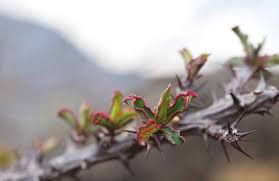 Image result for Monadenium pedunculatum