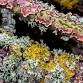 Loving the Lichen! event image