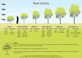 About Root Stocks The Forest Garden