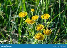 Image result for Pentanema indicum