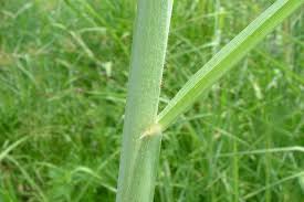 Image result for Setaria longiseta