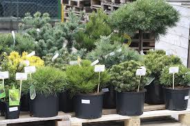 Dalam sesetengah rumah yang sangat moden dan minimalis, atau rumah yang sangat mesra alam, mereka. Pine Gunung Dalam Reka Bentuk Landskap 38 Gambar Pemandangan Hiasan Biasa Picko Dan Fastigiata Pilihan Pada Batang