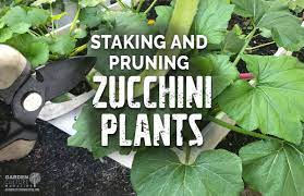 Pop a clear jar or half a plastic bottle over the top or use a cold frame protection in cold climates. How To Prune And Stake Zucchini Plants Garden Culture Magazine