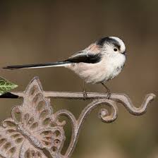 Black And White Bird With Long Tail Uk Pin On Watercolor Ideas
