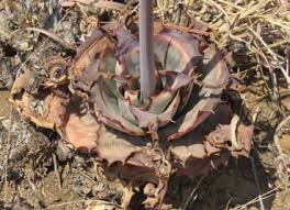 Image result for Stemodiopsis rivae