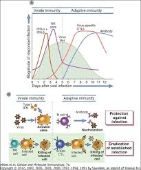 Mycology Immune Response To Microbial Infection Diagram