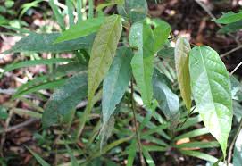 Image result for Macaranga mellifera