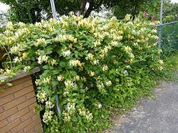 Vieja pared del arrabal tú sombra fué mi compañera de mi niñez sin esplendor la amiga fué tu madreselva. Nuevo Envio Libre 30pcs Semillas Madreselva Semillas Semillas De Siembra Jinyinhua Medicina Herbal China El Jardin De Plantas H96 Amazon Es Jardin
