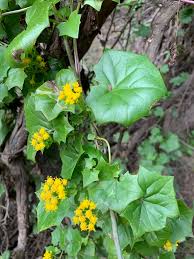 Image result for Delairea odorata