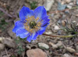 Image result for Emiliella drummondii