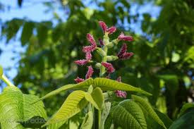 This is the new ebay. Walnut Female Flowers Juglans Walnut Trees Redzet Eu