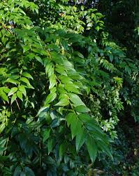 Image result for Agarista salicifolia