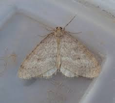 Image result for Operophtera fagata