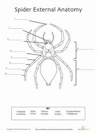 Spider Anatomy Worksheet Education Com