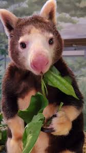 Image result for tree kangaroo