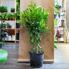 Image result for Euphorbia dedzana