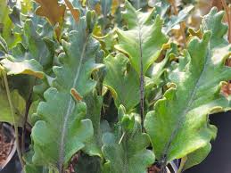 Image result for Pyrrosia