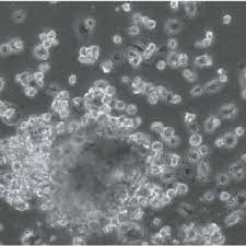 Мол бозори шахритуз 1 кисми дустлар.07 03 2021й. Pdf Islet Cell Cultures As Component Of Tissue Engineering Construct Of Pancreas