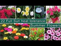 Flowering plants for sun and heat. Top 22 Heat Tolerant Flowers Top 10 Summer Flowers Plants Top 10 Plants Tension Free World Youtube