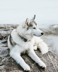 Ayse Adli Kullanicinin Dogs Panosundaki Pin Alaska Husky Kopek Turleri Alaska Kurdu
