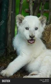 We did not find results for: White Lion Cub Image Photo Free Trial Bigstock
