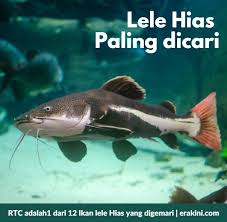 Jumlahnya yang banyak banget emang sering bikin bingung. 12 Jenis Ikan Lele Hias Paling Dicari