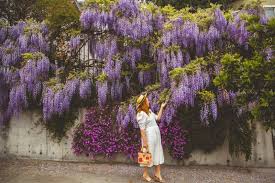 Image result for Wisteria