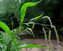 Image result for Persicaria lapathifolia