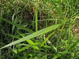 Image result for Urochloa eminii