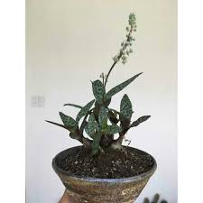 Ledebouria socialis, the silver squill or wood hyacinth, is a geophytic species of bulbous perennial plant native to the eastern cape province of south africa. Silver Squill Ledebouria Socialis Sold Per Bulb Succulent Plant Shopee Philippines
