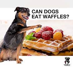 Can Dogs Eat Waffles What About Waffles With Maple Syrup Thug Dogs