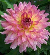 Nanna S Kiss Dahlias By Flower Name Flower Names Flowers Nature Beautiful Flowers