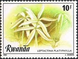 Image result for Leptactina platyphylla