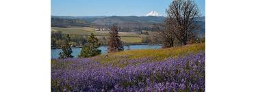 Trail 014 goes up, up uphill. Wildflowers At Catherine Creek Klickitat Trail Wa Friends Of The Columbia Gorge