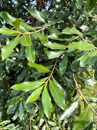 Image result for Warburgia