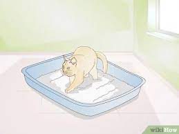 How To Keep Cat Litter From Tracking 10 Steps With Pictures