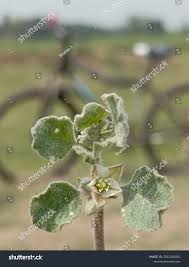 Image result for Glinus lotoides