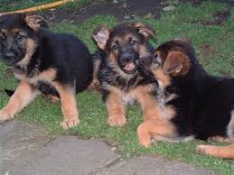 Long haired german shepherd puppies for sale by dog breeder. Agios German Shepherds German Shepherd Puppies For Sale Reared Within Our Home In Apurpose Built Puppy Room For Maximum Care And Socialisation During The Most Important Few Weeks Of Their Lives