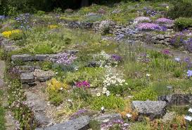 Das anlegen eines steingartens bietet somit die möglichkeit, eine pflegeleichte gartenfläche zu schaffen. Steingarten Anlegen Mit Stauden