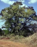 Image result for Acacia robusta