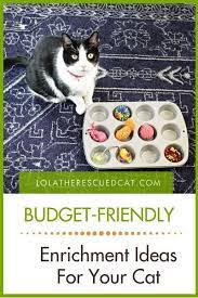 Six Budget Friendly Enrichment Ideas For Your Cat Pet Diy Projects Cat Facts Cat Toys