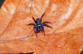 How to get rid of spider mites during flowering. How To Get Rid Of Spider Mites During Flowering Gardening Brain